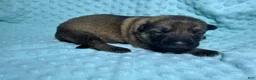 German Shepherd dogs for sale: Daisy - Ad 8