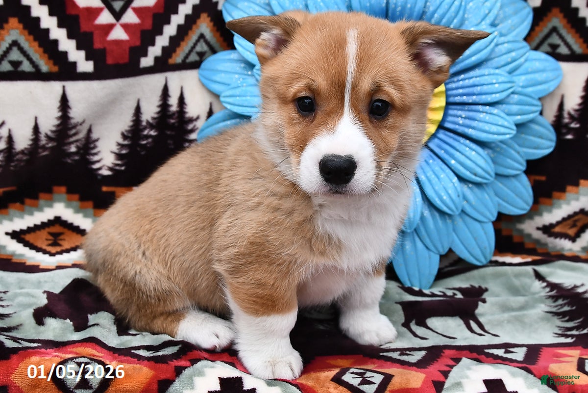 Welsh Corgi Pembroke dogs Tramp - Ad 31