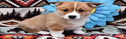 Welsh Corgi Pembroke dogs for sale: Tramp - Ad 1