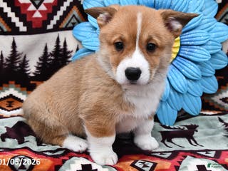 Welsh Corgi Pembroke dogs Tramp - Ad 34