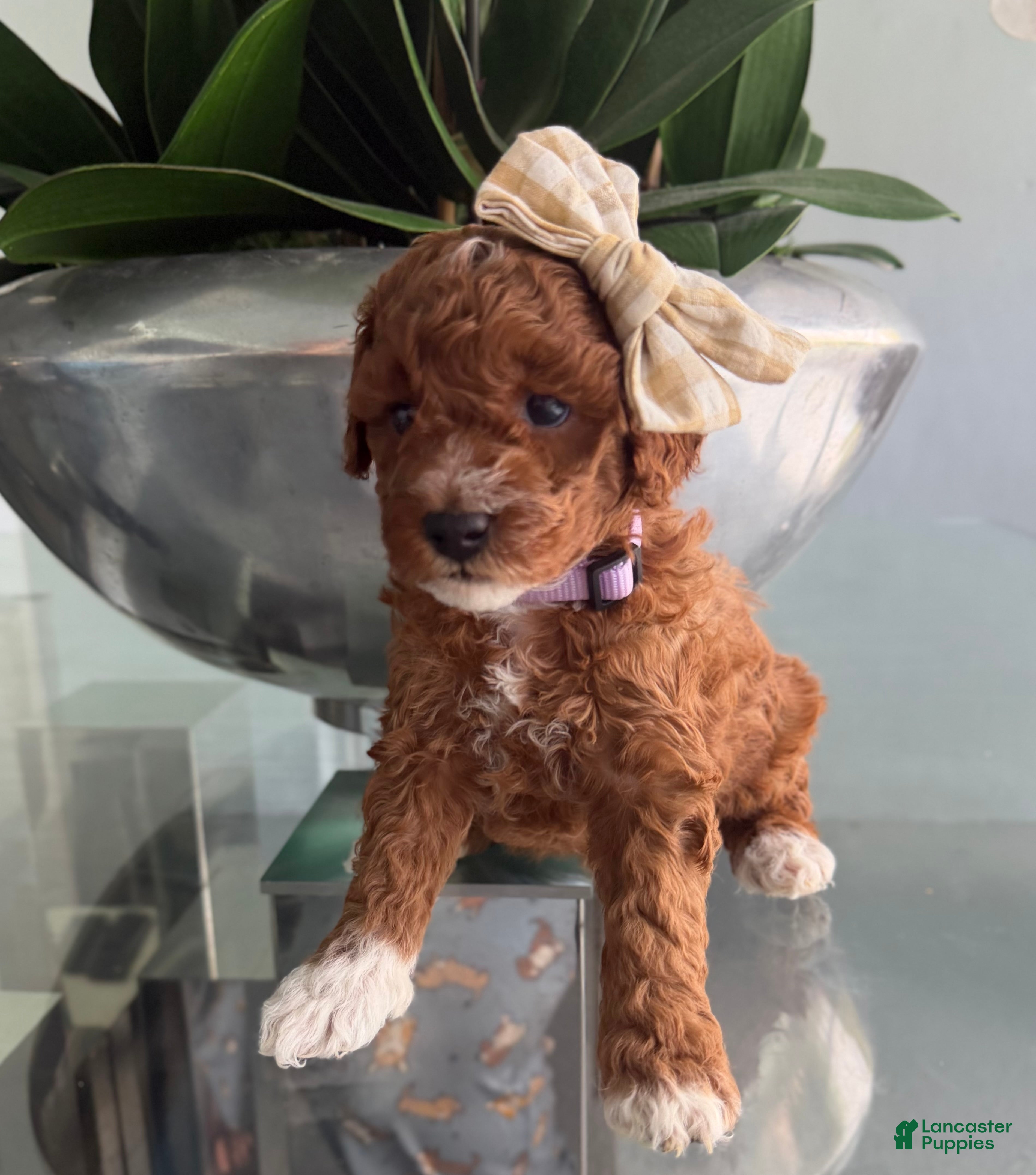 Miniature Poodle dogs for sale: Miniature Poodle 4 - Ad 2