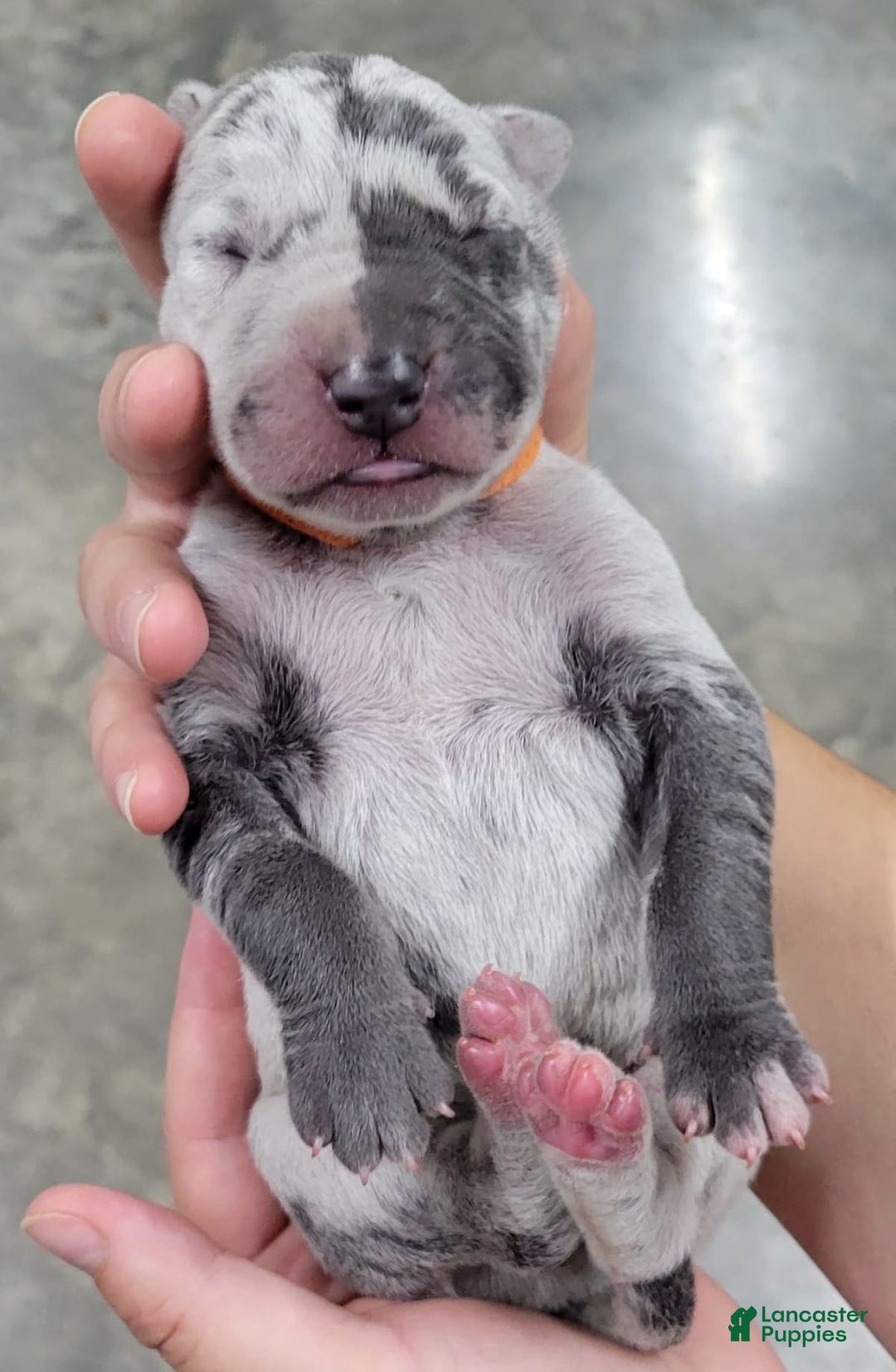 Gallery Image {{count}}