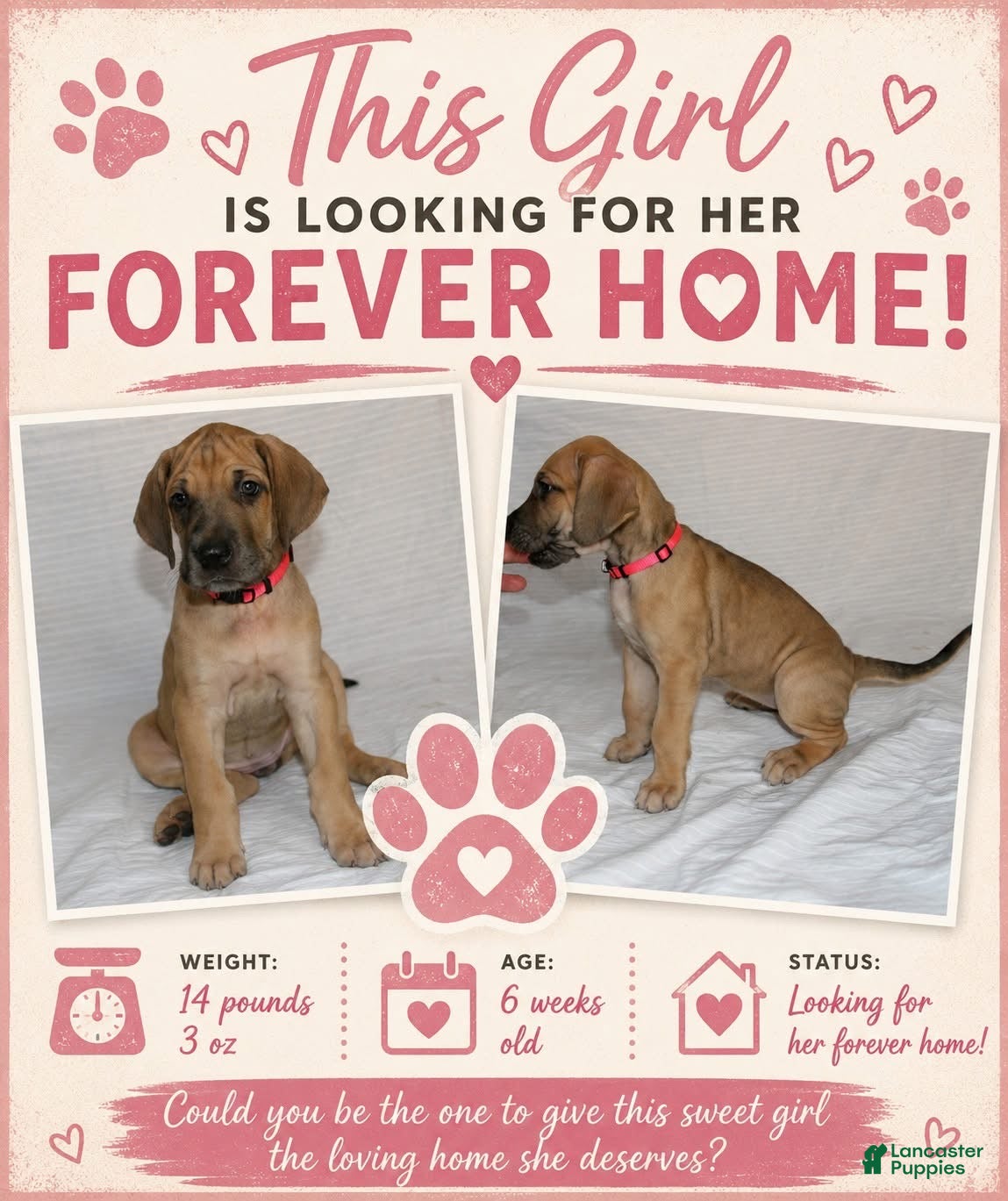 Great Dane dogs Great Dane 4 - Ad 2