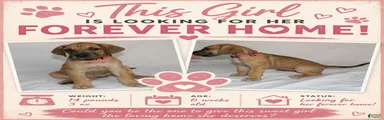 Great Dane 4