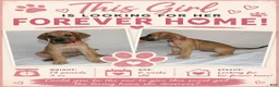 Great Dane dogs for sale: Great Dane 4 - Ad 1