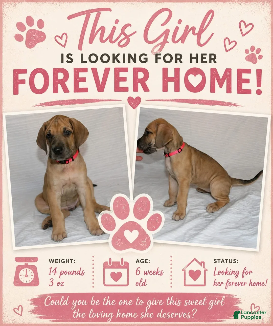 Great Dane dogs for sale: Great Dane 4 - Ad 1