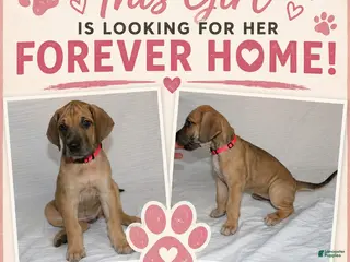 Great Dane dogs Great Dane 4 - Ad 2