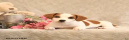 Jack Russell Terrier dogs for sale: Raina - Ad 5