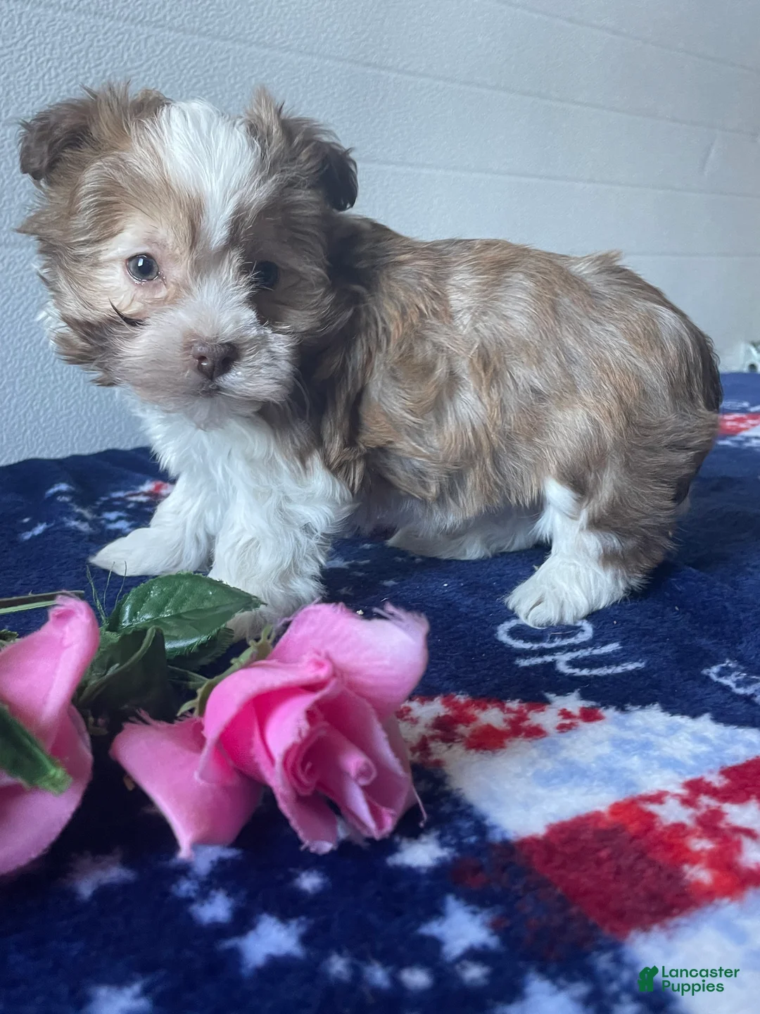 Havanese dogs for sale: Lily - Ad 1