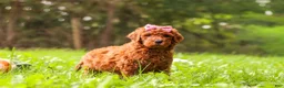 Goldendoodle dogs for sale: Sophie - Ad 4