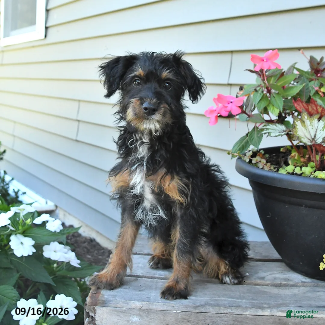 Jackapoo dogs for sale: Jenny - Ad 2