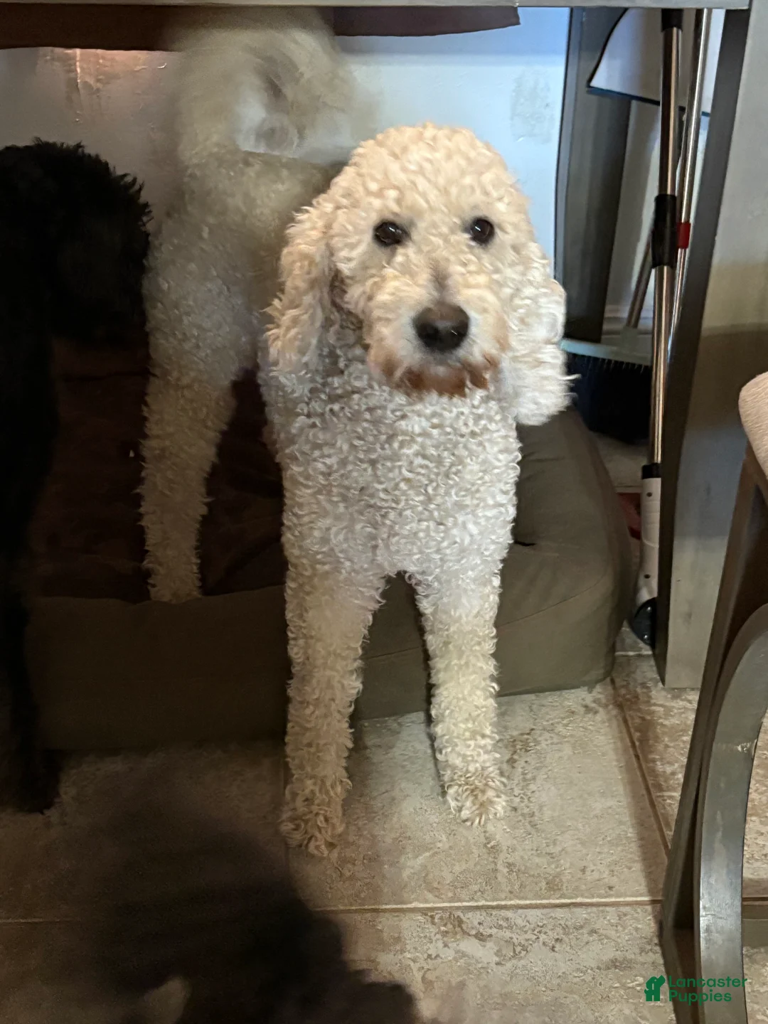 Goldendoodle dogs for sale: Goldendoodle Puppy 3 - Ad 2