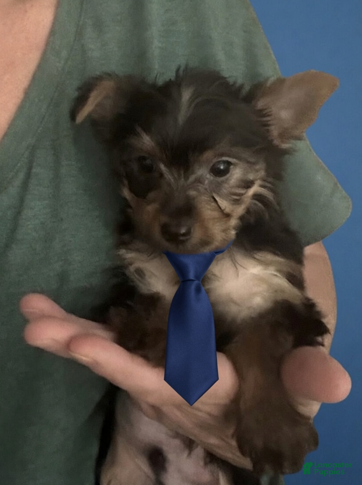 Yorkshire Terrier dogs Yorkshire Terrier Puppy 2 - Ad 42