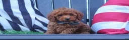 Miniature Poodle dogs for sale: Greyson - Ad 6