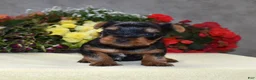 Yorkshire Terrier dogs for sale: Cody - Ad 7