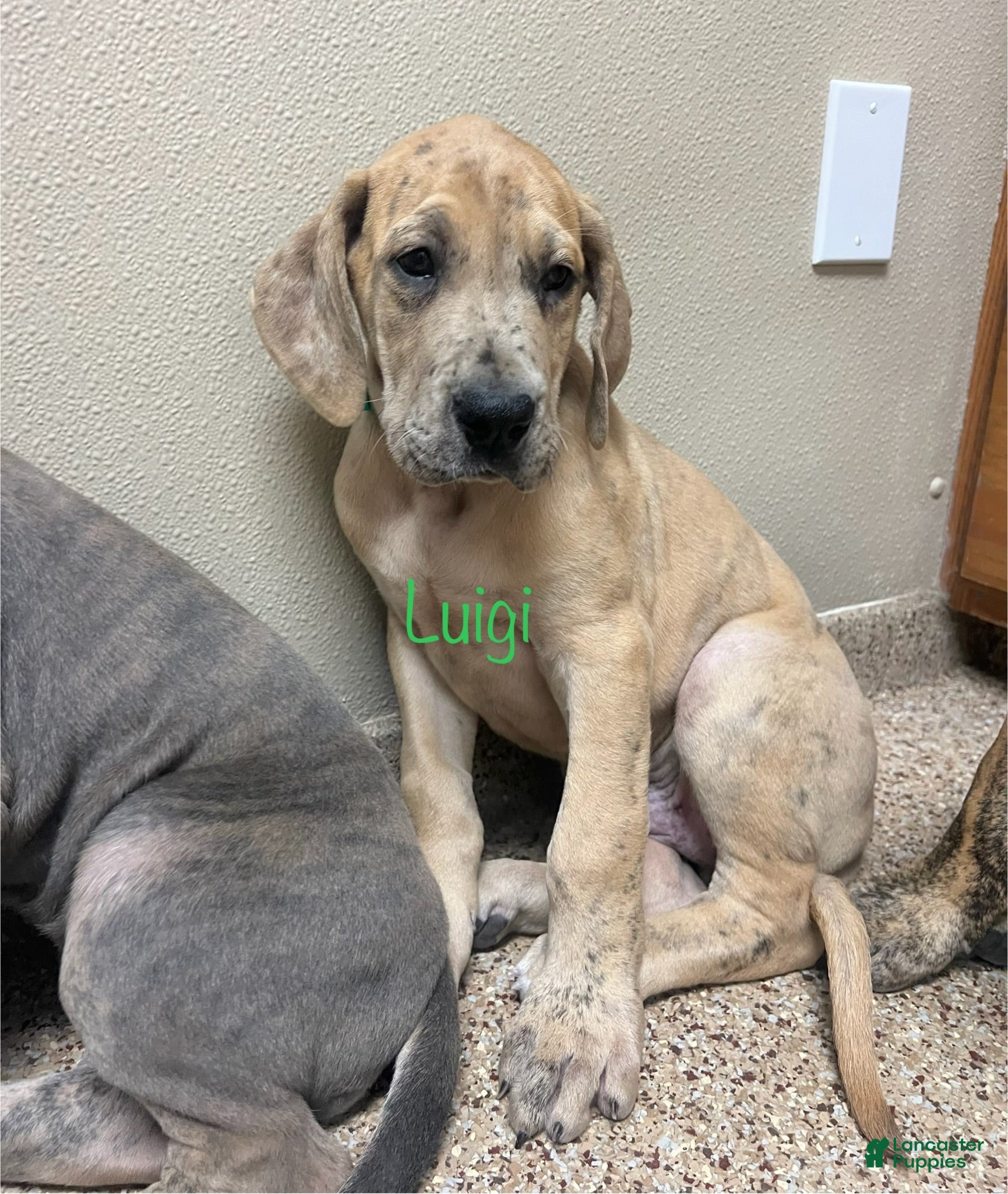 Great Dane dogs Luigi - Ad 1