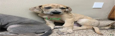 Luigi