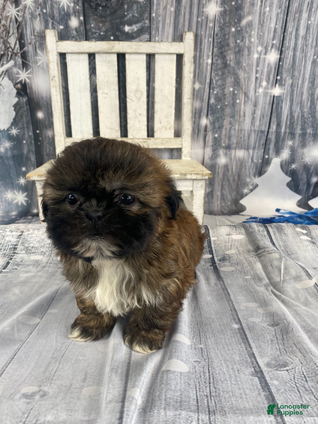 Shih Tzu dogs for sale: Mochi - Ad 9