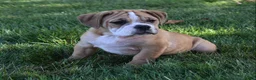Beabull dogs for sale: Molly  - Ad 4