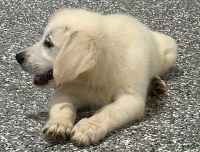 Golden Retriever dogs  Bentley - Ad 2