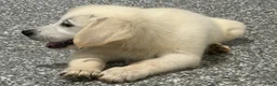 Golden Retriever dogs for sale:  Bentley - Ad 2