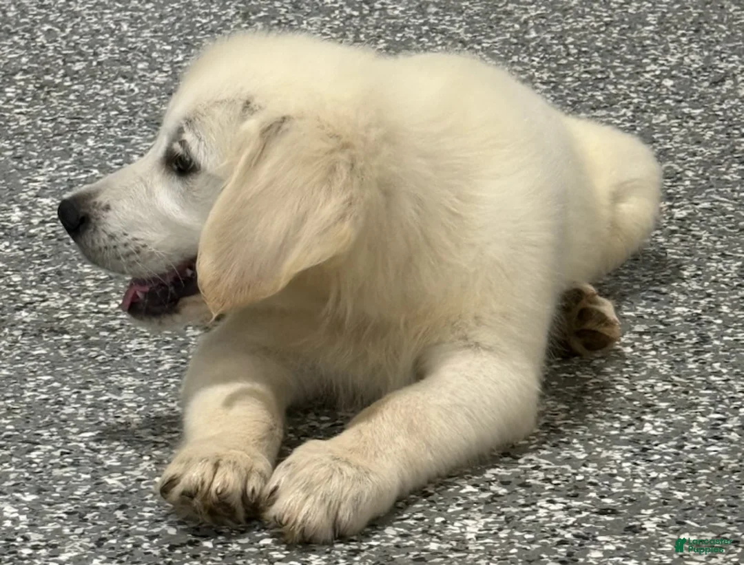 Golden Retriever dogs for sale:  Bentley - Ad 2