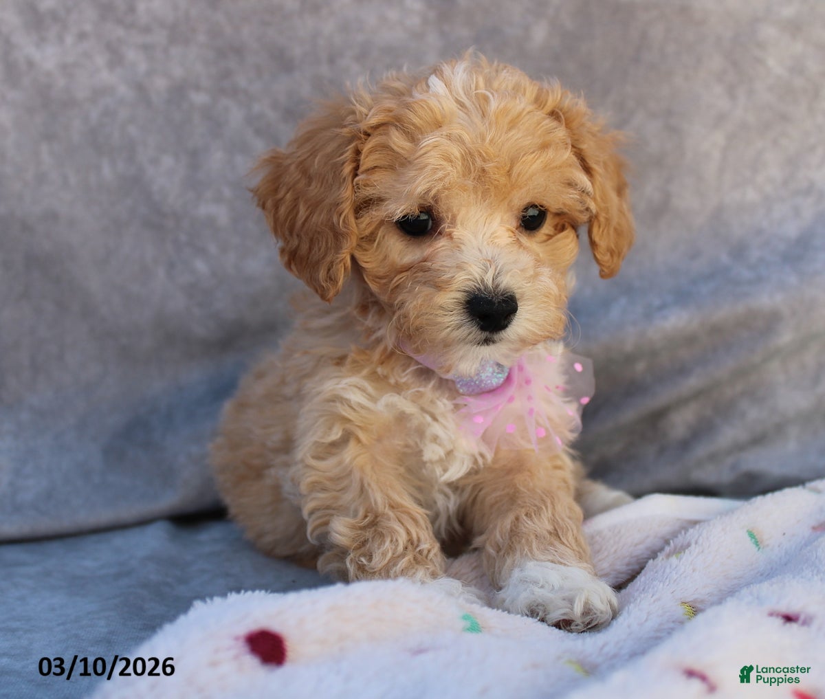 Bichpoo dogs Charlotte - Ad 2