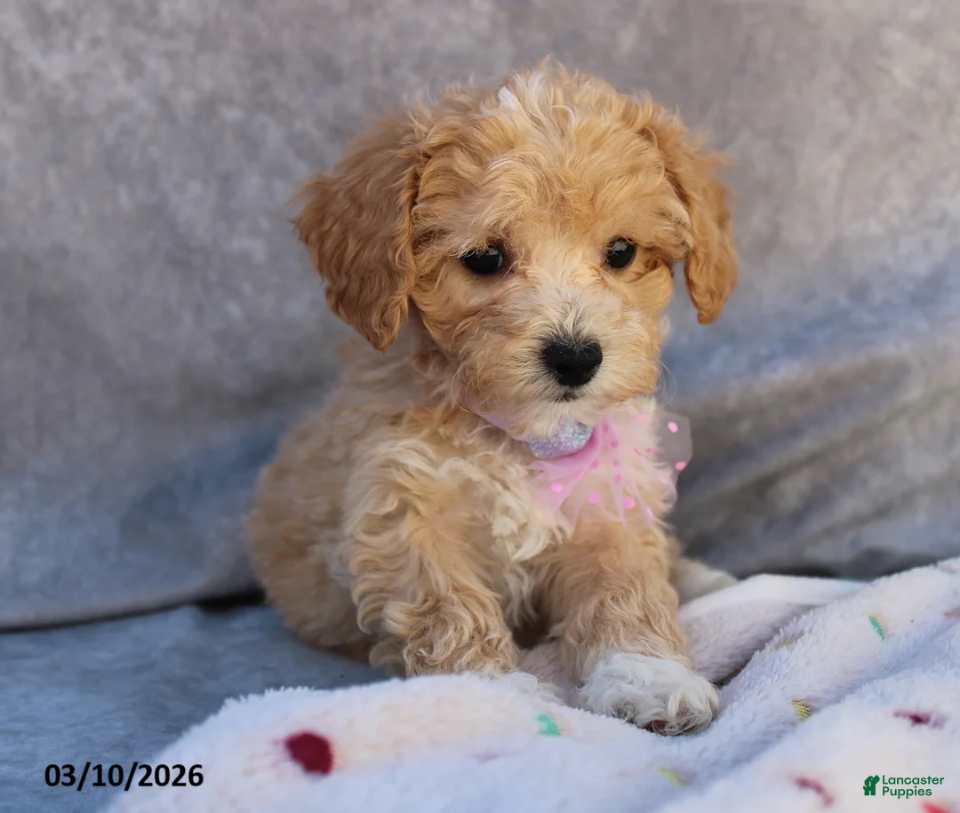 Bichpoo dogs for sale: Charlotte - Ad 2