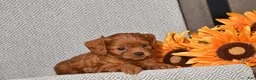 Cavapoo dogs for sale: Alison - Ad 3