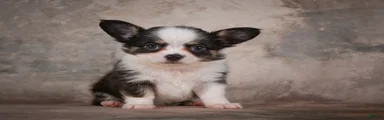Elvis