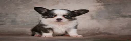 Chihuahua dogs for sale: Elvis - Ad 4