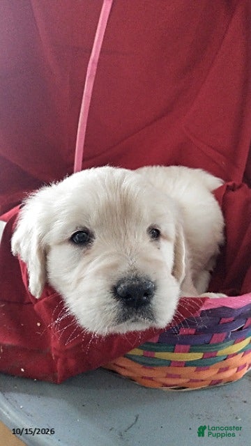 Golden Retriever dogs Anika - Ad 1