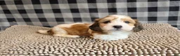 Mixed Breed dogs for sale: Ben - Ad 3