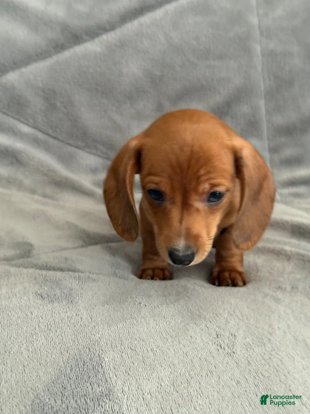 Dachshund dogs for sale: Lucky - Ad 1