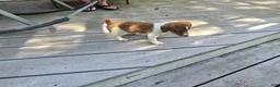 Jack Russell Terrier dogs for sale: Jack Russell Terrier 4 - Ad 20