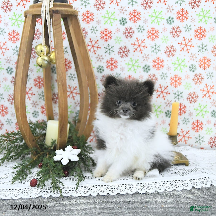 Pomeranian dogs Lana - Ad 13