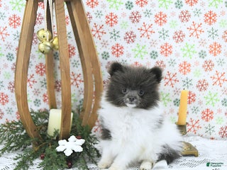 Pomeranian dogs Lana - Ad 10