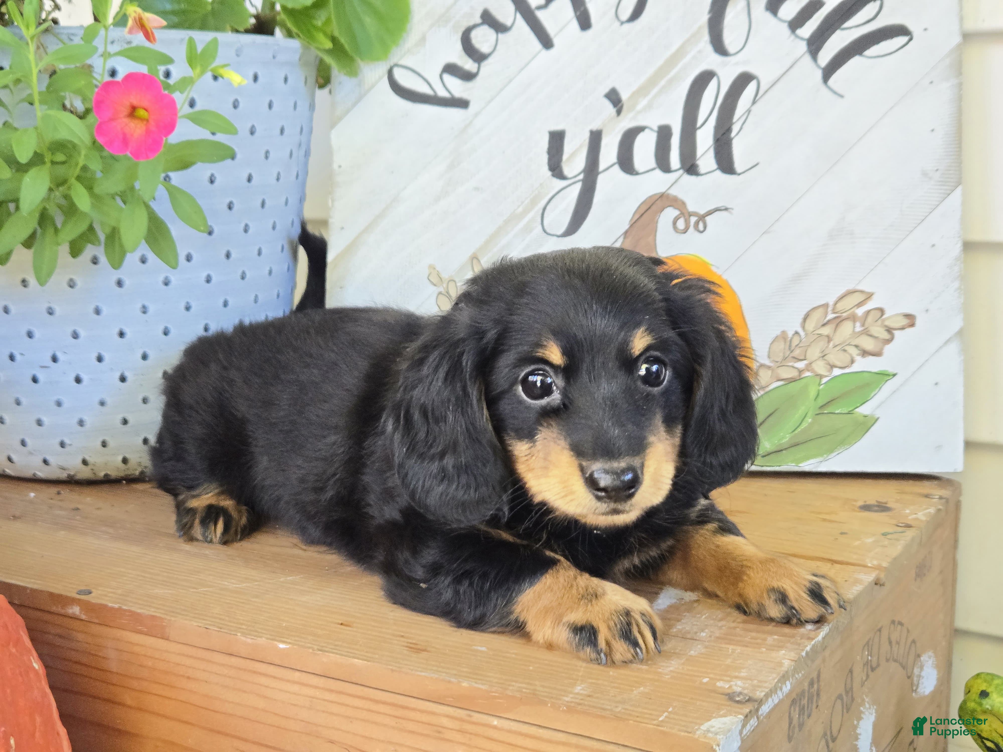 Dachshund dogs Harper - Ad 2