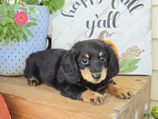 Dachshund dogs Harper - Ad 2