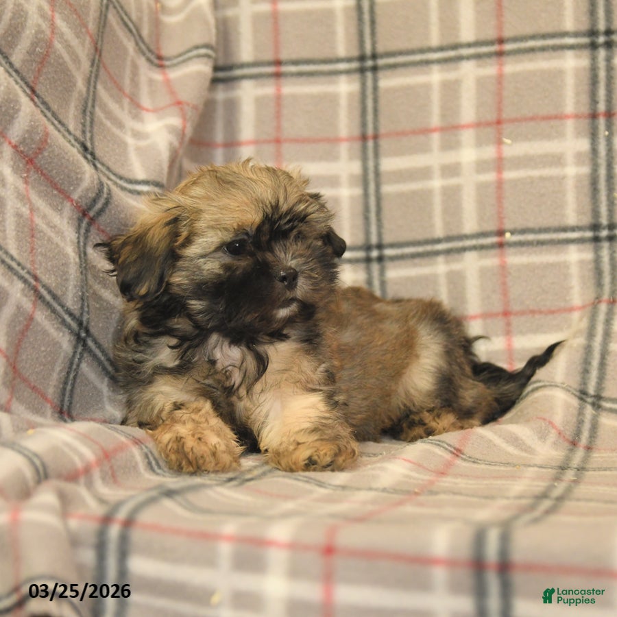 Shih Tzu dogs Zane - Ad 2