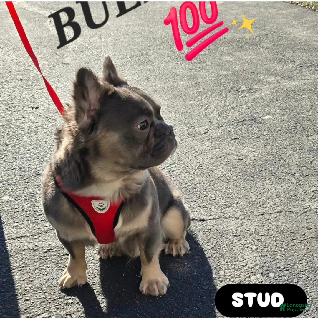 French Bulldog dogs for stud: Bully - Ad 1