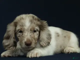 Miniature Dachshund dogs for sale: Blue 🐳 - Ad 4