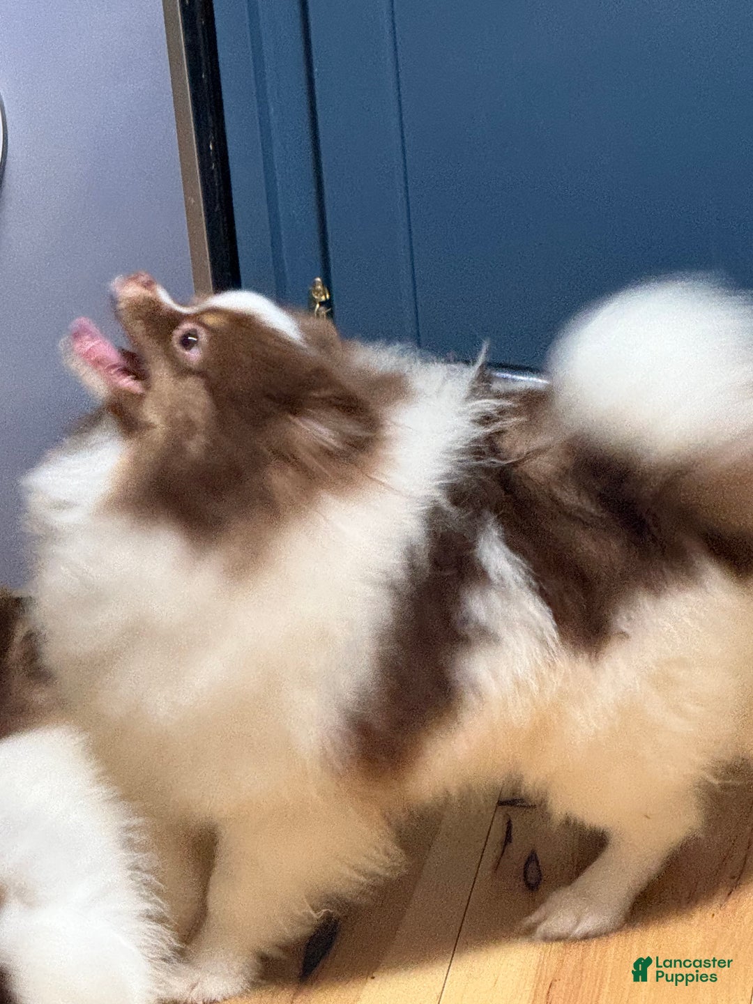 Pomeranian dogs for sale: Pomeranian Puppy 1 - Ad 6