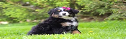 Bernese Mountain Dog dogs for sale: Amelia - Ad 5