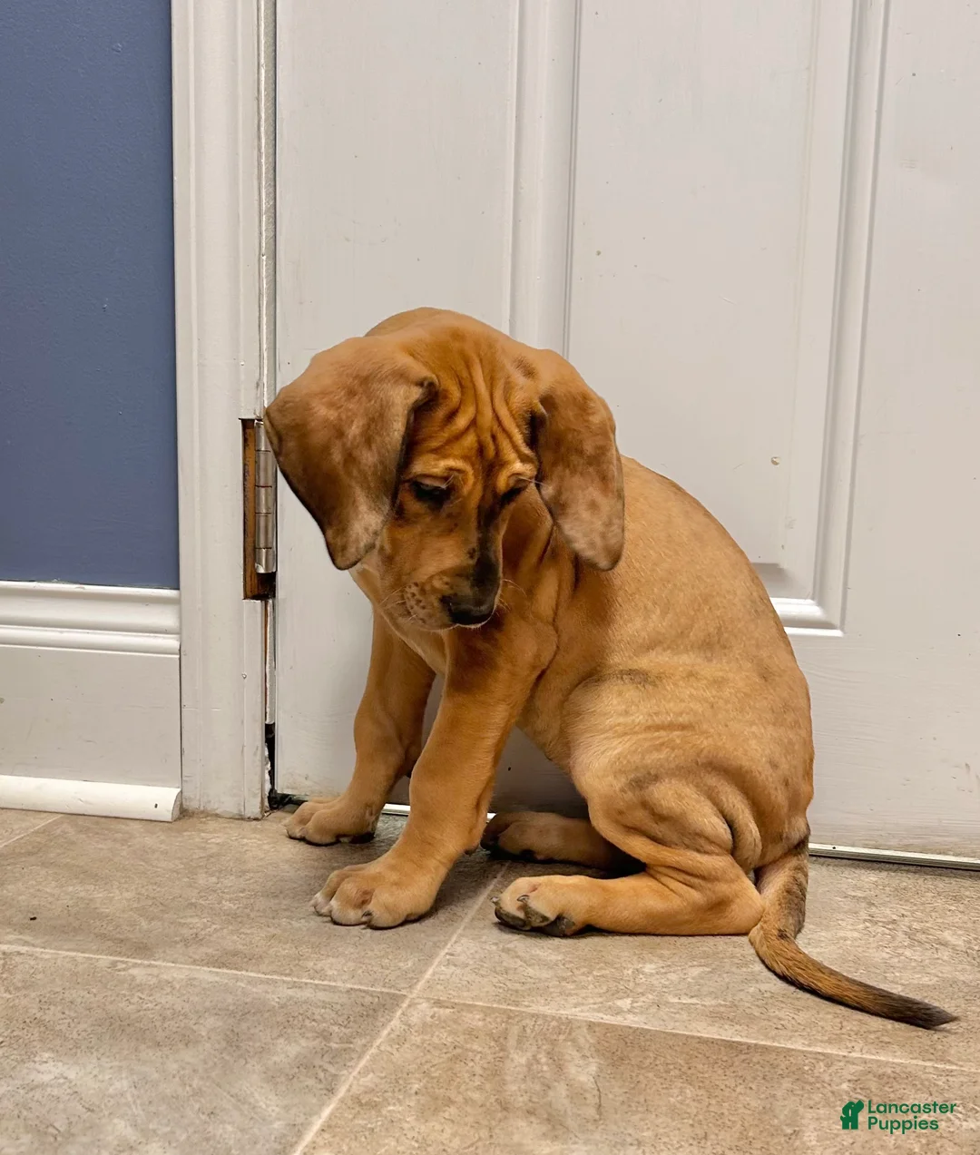 Great Dane dogs for sale: Jellybean - Ad 2