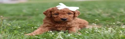Mini Goldendoodle dogs for sale: Tasha - Ad 6