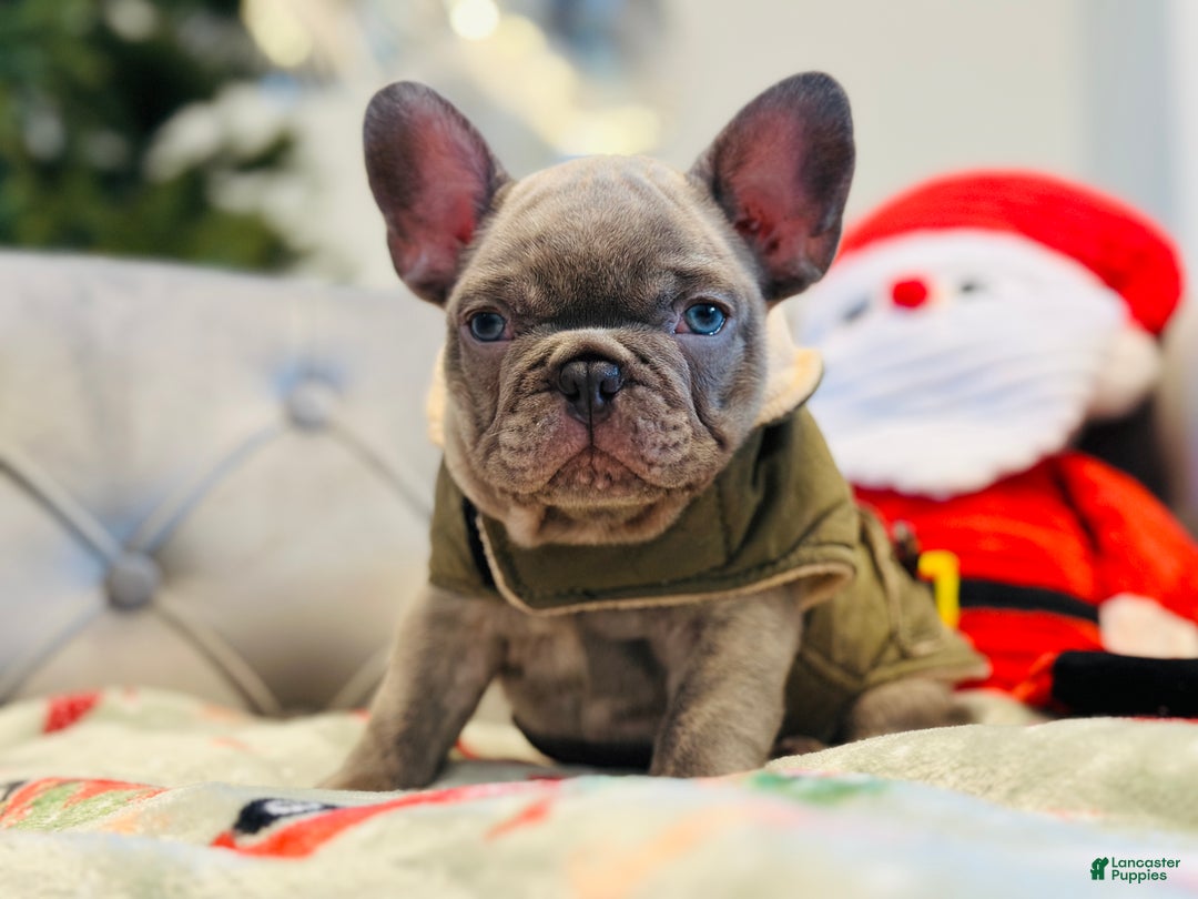 French Bulldog dogs for sale: Lilac Blue Male - Ad 1