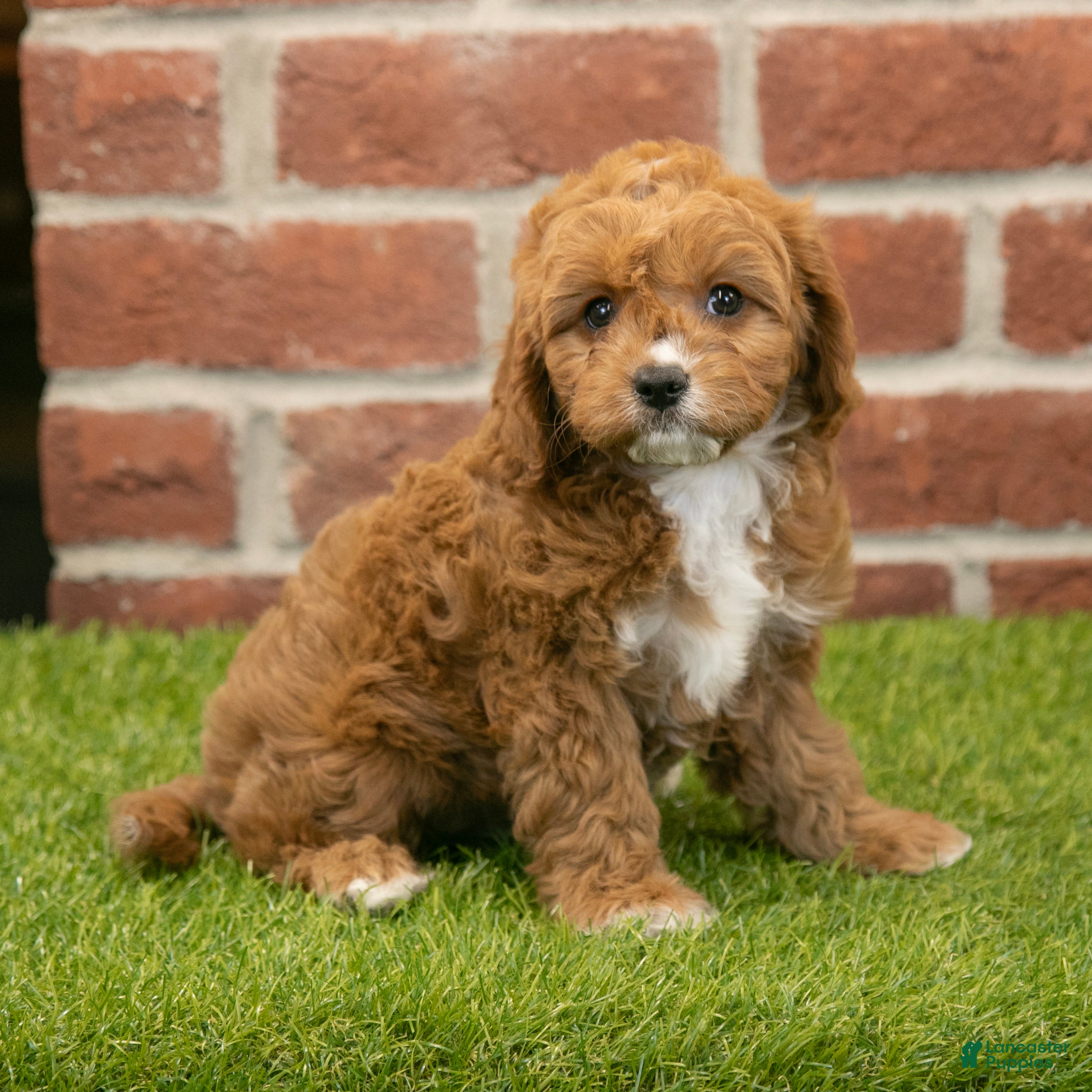 Cavapoo dogs Hailey - Ad 31
