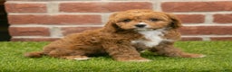 Cavapoo dogs for sale: Hailey - Ad 1