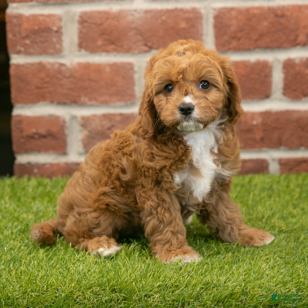 Cavapoo dogs for sale: Hailey - Ad 1